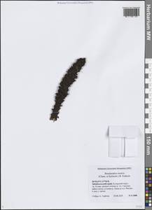 Бошнякия русская (Cham. & Schlecht) B.Fedtsch., Сибирь, Прибайкалье и Забайкалье (S4) (Россия)