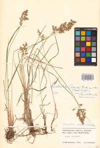 Anthoxanthum nitens (Weber) Y.Schouten & Veldkamp, Восточная Европа, Северный район (E1) (Россия)