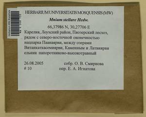 Mnium stellare Hedw., Гербарий мохообразных, Мхи - Карелия, Ленинградская и Мурманская области (B4) (Россия)