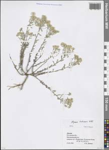Odontarrhena tortuosa (Waldst. & Kit. ex Willd.) C.A.Mey., Восточная Европа, Ростовская область (E12a) (Россия)