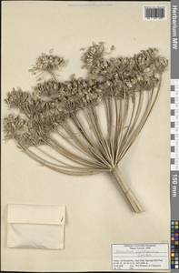 Heracleum paphlagonicum Czeczott, Зарубежная Азия (ASIA) (Турция)