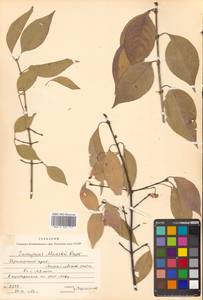 Бересклет Маака Rupr., Сибирь, Дальний Восток (S6) (Россия)