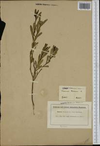 Cneorum tricoccon L., Западная Европа (EUR) (Франция)
