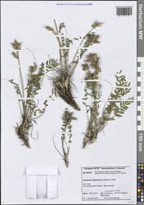 Остролодочник Адамса (Trautv.) Jurtzev, Сибирь, Центральная Сибирь (S3) (Россия)