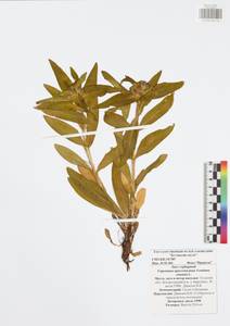 Горечавка крестовидная L., Восточная Европа, Центральный район (E4) (Россия)