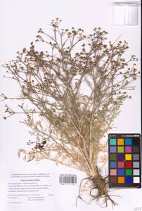 Триния щетинисто-волосистая, Триния щетинистоволосая Hoffm., Восточная Европа, Ростовская область (E12a) (Россия)