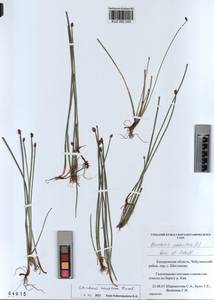 KUZ 002 243, Eleocharis fennica var. sareptana (Zinserl.) Zinserl., Сибирь, Алтай и Саяны (S2) (Россия)