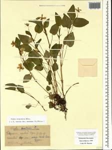 Viola canina subsp. ruppii (All.) Schübl. & G. Martens, Кавказ, Ставропольский край, Карачаево-Черкесия, Кабардино-Балкария (K1b) (Россия)