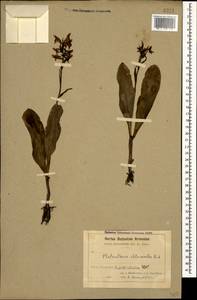 Любка зеленоцветковая (Custer) Rchb., Кавказ, Армения (K5) (Армения)