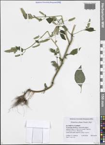 Эльсгольция реснитчатая (Thunb.) Hyl., Восточная Европа, Центральный район (E4) (Россия)