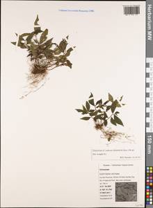 Elatostema radicans (Siebold & Zucc.) Wedd., Зарубежная Азия (ASIA) (Вьетнам)