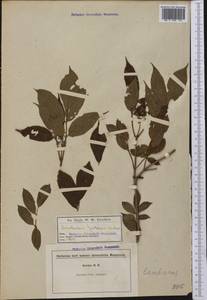 Sambucus racemosa subsp. racemosa, Америка (AMER) (США)