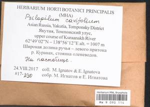 Psilopilum cavifolium (Wilson) I. Hagen, Гербарий мохообразных, Мхи - Якутия (B19) (Россия)
