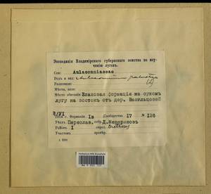 Aulacomnium palustre (Hedw.) Schwägr., Гербарий мохообразных, Мхи - Центральное Нечерноземье (B6) (Россия)