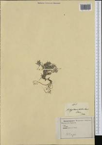 Logfia gallica (L.) Dumort., Западная Европа (EUR) (Италия)