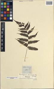 Diplazium sylvaticum (Bory) Sw., Зарубежная Азия (ASIA) (Филиппины)