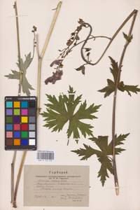 Борец северный Koelle, Восточная Европа, Восточный район (E10) (Россия)