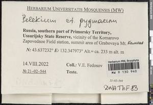 Pelekium pygmaeum (Schimp.) Touw, Гербарий мохообразных, Мхи - Дальний Восток (без Чукотки и Камчатки) (B20) (Россия)