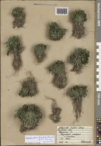 Selaginella graniticola Jie Yang bis & X.C.Zhang, Сибирь, Дальний Восток (S6) (Россия)