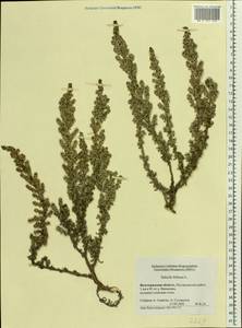 Soda foliosa (L.) Akhani, Восточная Европа, Нижневолжский район (E9) (Россия)