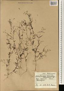 Oldenlandia lancifolia (Schumach.) DC., Африка (AFR) (Мали)
