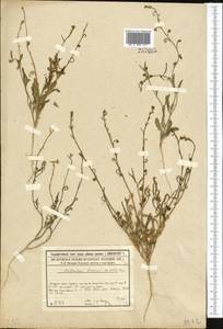 Новочеточник коротконожковый (Kar. & Kir.) Hedge & J.Léonard, Средняя Азия и Казахстан, Сырдарьинские пустыни и Кызылкумы (M7) (Казахстан)