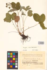 Земляника зеленая, Полуница Duchesne, Восточная Европа, Нижневолжский район (E9) (Россия)