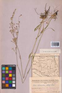 Смолевка зеленоцветковая (Willd.) Ehrh., Восточная Европа, Восточный район (E10) (Россия)