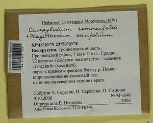 Plagiothecium cavifolium (Brid.) Z. Iwats., Гербарий мохообразных, Мхи - Белоруссия (B2) (Белоруссия)
