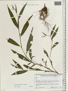 Горец развесистый, Горец щавелелистный (L.) Gray, Восточная Европа, Белоруссия (E3a) (Белоруссия)