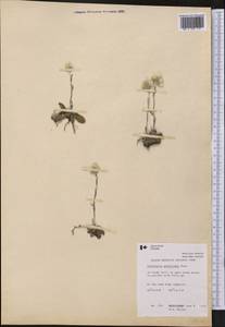 Antennaria howellii subsp. petaloidea (Fernald) R. J. Bayer, Америка (AMER) (Канада)