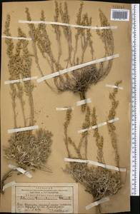 Полынь тяньшанская (Krasch. ex Poljak.) Y.R. Ling, Средняя Азия и Казахстан, Западный Тянь-Шань и Каратау (M3) (Казахстан)