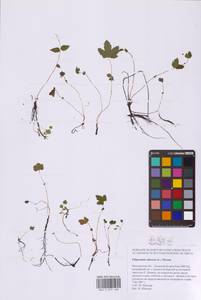 Таволга вязолистная (L.) Maxim., Восточная Европа, Московская область и Москва (E4a) (Россия)