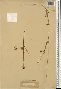 Птероцефалюс перистый (L.) Coult., Кавказ (без точных местонахождений) (K0)