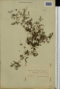 Чина луговая L., Восточная Европа, Белоруссия (E3a) (Белоруссия)