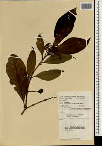 Chionanthus ramiflorus Roxb., Зарубежная Азия (ASIA) (Малайзия)