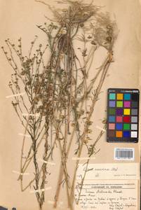 Лен амурский Alef., Сибирь, Дальний Восток (S6) (Россия)