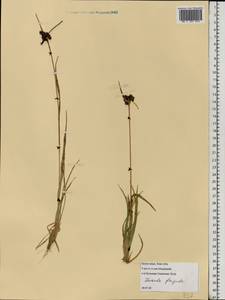 Luzula multiflora subsp. frigida (Buchenau) V. I. Krecz., Восточная Европа, Северный район (E1) (Россия)