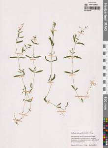 Звездчатка чашечкоцветковая (Ledeb.) Bong., Сибирь, Чукотка и Камчатка (S7) (Россия)