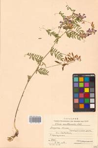 Горошек многостебельный Ledeb., Сибирь, Дальний Восток (S6) (Россия)