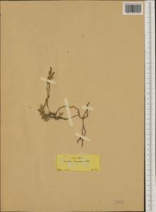 Dianthus leucophaeus Sm., Зарубежная Азия (ASIA) (Турция)