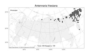 Antennaria friesiana, Кошачья лапка Фриса (Trautv.) Ekman, Атлас флоры России (FLORUS) (Россия)