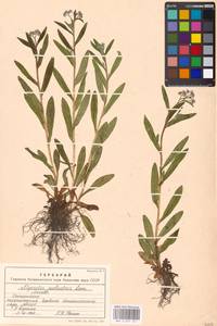 Незабудка скорпионовидная L., Восточная Европа, Московская область и Москва (E4a) (Россия)