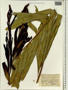 Акростихум золотистый L., Африка (AFR) (Сейшельские острова)
