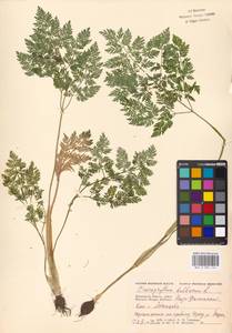 Бутень клубненосный L., Восточная Европа, Московская область и Москва (E4a) (Россия)