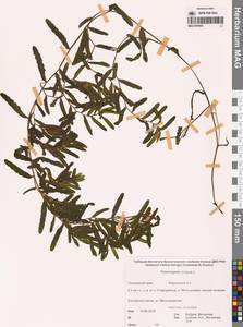 Рдест курчавый L., Сибирь, Дальний Восток (S6) (Россия)