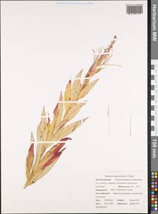 Иван-чай узколистный (L.) Scop., Сибирь, Чукотка и Камчатка (S7) (Россия)