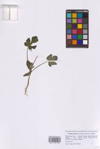 Арбуз шерстистый (Thunb.) Matsum. & Nakai, Восточная Европа, Московская область и Москва (E4a) (Россия)