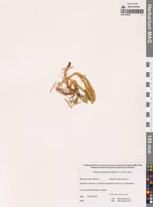 Huperzia selago subsp. appressa (La Pylaie ex Desv.) D.Löve, Сибирь, Чукотка и Камчатка (S7) (Россия)