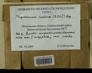 Plagiomnium medium (Bruch & Schimp.) T.J. Kop., Гербарий мохообразных, Мхи - Москва и Московская область (B6a) (Россия)